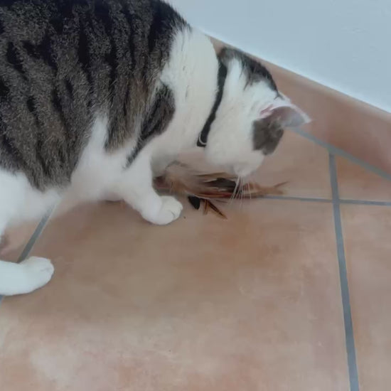 Katze_spielen_Schmuserolle_Federn-Minze