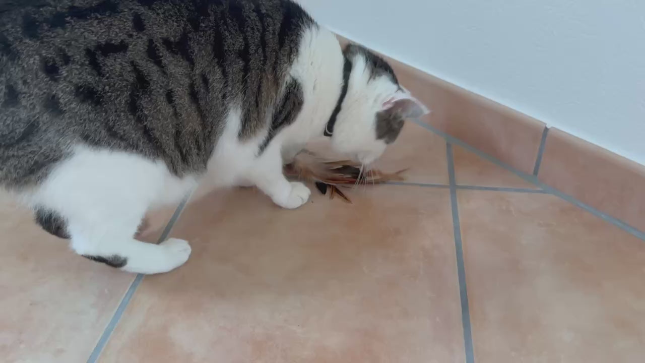 Katze_spielen_Schmuserolle_Federn-Minze